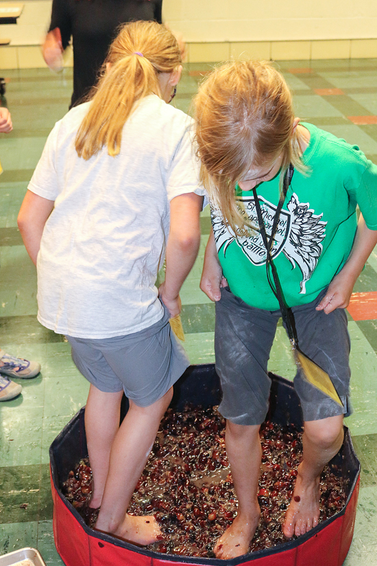 grape stomping grape stomping